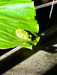 奄美バギー＆ナイトウォッチングガイドサービスに投稿された画像（2026/3/30）