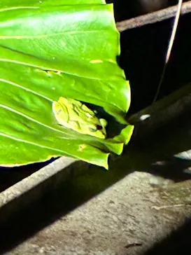 奄美バギー＆ナイトウォッチングガイドサービスに投稿された画像（2026/3/30）