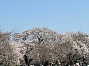 新宿御苑に投稿された画像（2026/3/30）