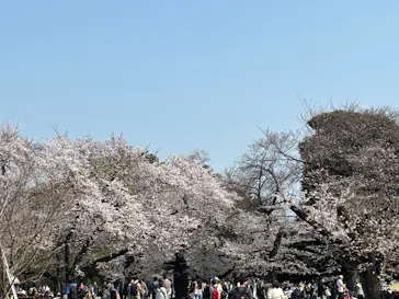 新宿御苑に投稿された画像（2026/3/30）