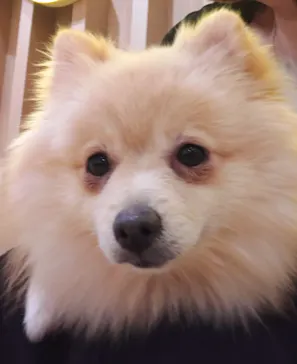 いぬカフェRio 浅草店に投稿された画像（2026/3/30）