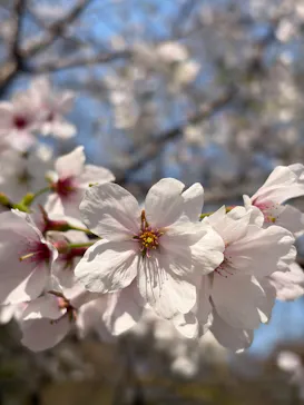 新宿御苑に投稿された画像（2026/3/30）