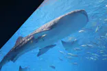 沖縄美ら海水族館に投稿された画像（2026/3/31）