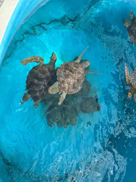 沖縄美ら海水族館に投稿された画像（2026/3/30）