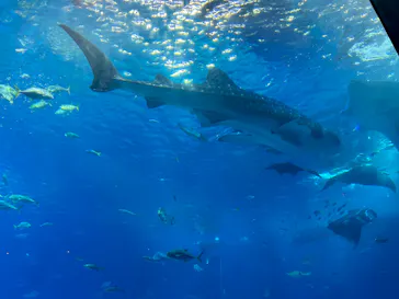 沖縄美ら海水族館に投稿された画像（2026/3/30）