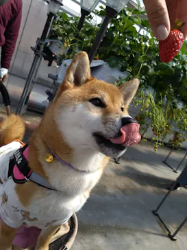 高野いちご園に投稿された画像（2026/3/30）