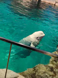 名古屋港水族館に投稿された画像（2026/3/30）