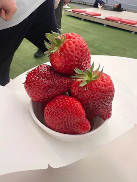 twins farm 真岡いちご園に投稿された画像（2026/3/30）