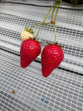 twins farm 真岡いちご園に投稿された画像（2026/3/30）