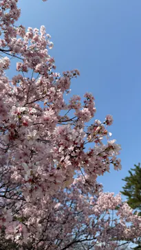 新宿御苑に投稿された画像（2026/3/31）