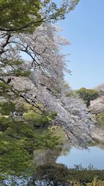 新宿御苑に投稿された画像（2026/3/31）