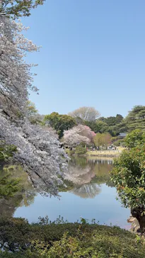 新宿御苑に投稿された画像（2026/3/31）