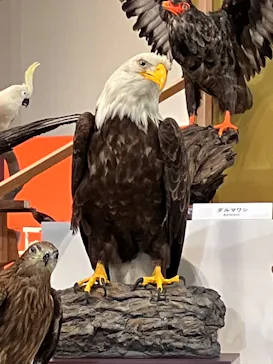 特別展「鳥 ～ゲノム解析が解き明かす新しい鳥類の系統～」に投稿された画像（2026/3/31）