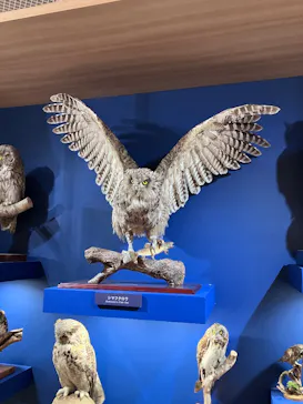 特別展「鳥 ～ゲノム解析が解き明かす新しい鳥類の系統～」に投稿された画像（2026/3/31）