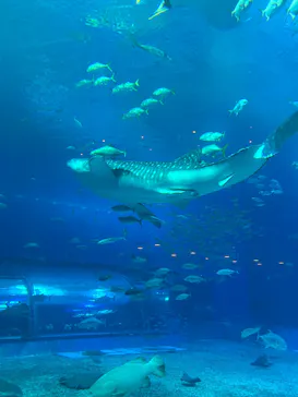 沖縄美ら海水族館に投稿された画像（2026/3/31）