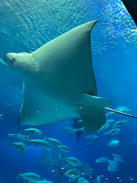 沖縄美ら海水族館に投稿された画像（2026/3/31）