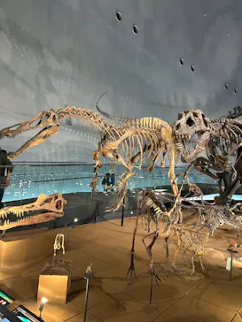 福井県立恐竜博物館に投稿された画像（2026/3/31）