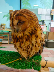 いきもの探検隊湘南に投稿された画像（2026/3/31）