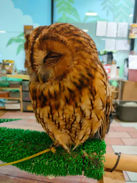 いきもの探検隊湘南に投稿された画像（2026/3/31）