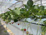 MIGAKI FARMに投稿された画像（2026/3/31）