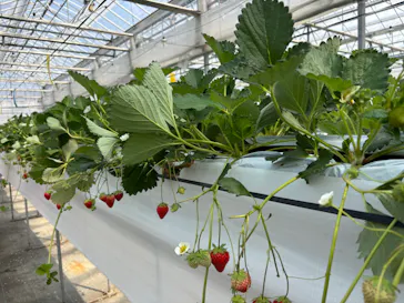 MIGAKI FARMに投稿された画像（2026/3/31）