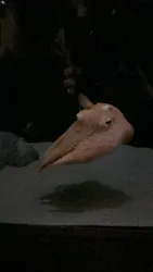 サンシャイン水族館に投稿された画像（2026/3/31）