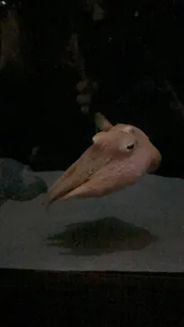 サンシャイン水族館に投稿された画像（2026/3/31）