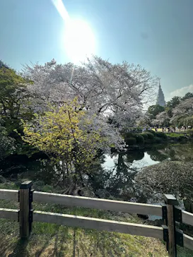 新宿御苑に投稿された画像（2026/3/31）