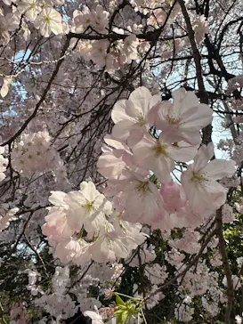 新宿御苑に投稿された画像（2026/3/31）