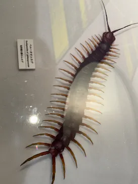 特別展「超危険生物展　科学で挑む生き物の本気」に投稿された画像（2026/3/31）