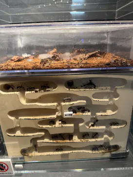 特別展「超危険生物展　科学で挑む生き物の本気」に投稿された画像（2026/3/31）