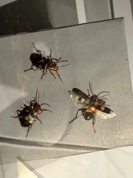 特別展「超危険生物展　科学で挑む生き物の本気」に投稿された画像（2026/3/31）