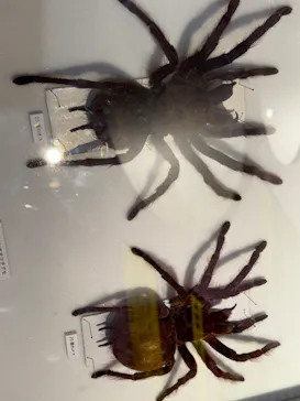 特別展「超危険生物展　科学で挑む生き物の本気」に投稿された画像（2026/3/31）