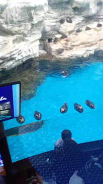 アクアワールド茨城県大洗水族館に投稿された画像（2026/3/31）