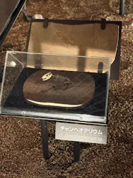 国立科学博物館に投稿された画像（2026/3/31）