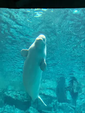 名古屋港水族館に投稿された画像（2026/3/31）