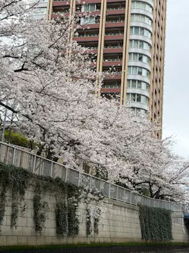 東京ウォータウェイズに投稿された画像（2026/3/31）