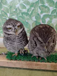 Moff animal world BIGHOPガーデンモール印西店に投稿された画像（2026/3/31）
