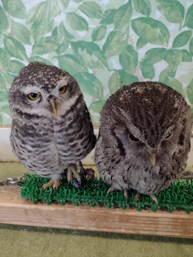 Moff animal world BIGHOPガーデンモール印西店に投稿された画像（2026/3/31）