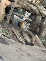 恩賜上野動物園に投稿された画像（2026/3/31）