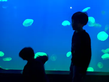 大分マリーンパレス水族館 「うみたまご」に投稿された画像（2026/3/31）