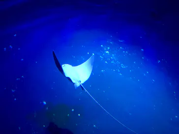 大分マリーンパレス水族館 「うみたまご」に投稿された画像（2026/3/31）