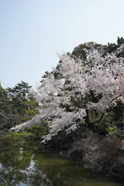 新宿御苑に投稿された画像（2026/3/31）