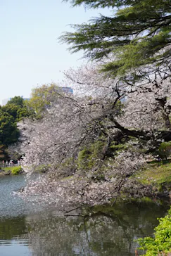 新宿御苑に投稿された画像（2026/3/31）