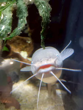 新江ノ島水族館に投稿された画像（2026/3/31）