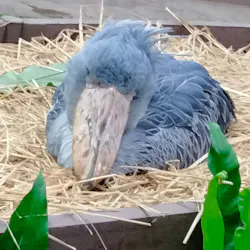 掛川花鳥園に投稿された画像（2026/3/31）