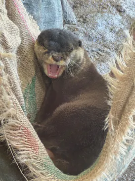 新江ノ島水族館に投稿された画像（2026/3/31）