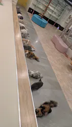 猫カフェPuchiMarry　沖縄北谷店に投稿された画像（2026/3/31）