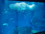 アクアワールド茨城県大洗水族館に投稿された画像（2026/3/31）