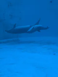 名古屋港水族館に投稿された画像（2026/3/31）